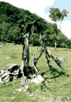 Valea Cernei