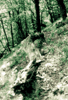 Valea Cernei