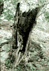 Valea Cernei