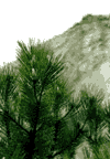Piatra Verde
