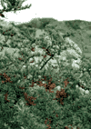 Piatra Verde