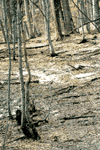 Valea Morarului