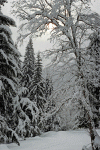 Cabana Voina, Valea Cuca, Cabana Cuca