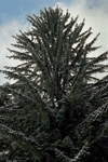 canionul 7 scari, piatra mare