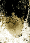Scarisoara Padis