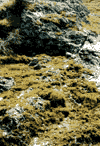 Scarisoara Padis