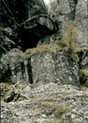Valea Cerbului