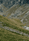 Valea Cerbului