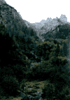 Valea Cerbului