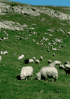 Vf. Omu, Doamnele, Padina, Pestera, Babele, Vf. Omu