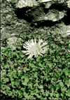 Vf. Omu, Doamnele, Padina, Pestera, Babele, Vf. Omu