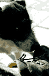 Vf. Omu, Doamnele, Padina, Pestera, Babele, Vf. Omu
