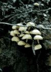 Valea Cerbului