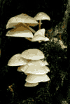 Valea Cerbului