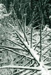 Poiana Izvoarelor, Poiana Costilei