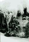 Poiana Izvoarelor, Poiana Costilei