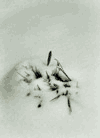 Poiana Izvoarelor, Poiana Costilei