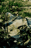 Valea Crapaturii, Vf. Turnu, Vf. Ascutit