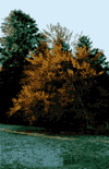 Valea Crapaturii, Vf. Turnu, Vf. Ascutit