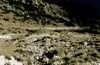 Vf. Ascutit, Cab. Curmatura