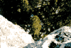 Cascada Tamina