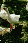 Pestera Ursilor