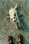 Padis, Boga