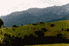 Moeciu