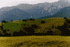 Moeciu