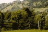 Moeciu