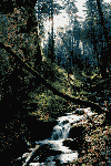 Dambu Morii, 7 Scari, Cab. Piatra Mare, Sirul Stancilor, Dambu Morii
