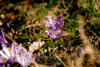 Cab. Gentiana, Cab. Carnic