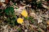 Cab. Gentiana, Cab. Carnic