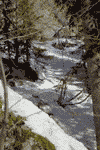 Ref. Costila, Valea Albisoara Crucii