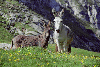 Vf. Omu, Valea Gaura