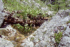 Vf. Omu, Valea Gaura
