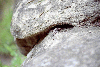 Manastirea Turnu, Manastirea Cozia