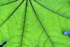 Manastirea Turnu, Manastirea Cozia