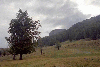 Creasta Cocosului, Mogosa, Baia Sprie, Baia Mare