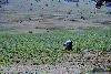 Cab. Curmatura, Cab. Plaiu Foii, Rudarita
