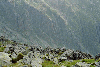 Cab Sambata, Ref. Caltun