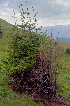 Lac Avrig, Chica Pietrelor, Turnu Rosu