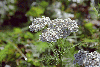Pestera Chiliilor, Valea Horoabelor, Doamnele, Vf. Omu, Valea Cerbului