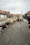 Crucea Eroilor, Poiana Zanoaga