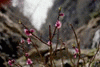 Valcelul Suspendat, Vf. Picatura, Albisoara Marelui V