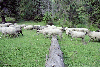 Cascada Cailor, Borsa, Baia Mare