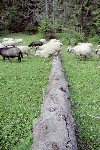Cascada Cailor, Borsa, Baia Mare