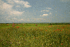 Cetatea Trascaului