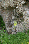 Cetatea Trascaului