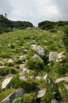 Cab Pietrele, Saua Bucura